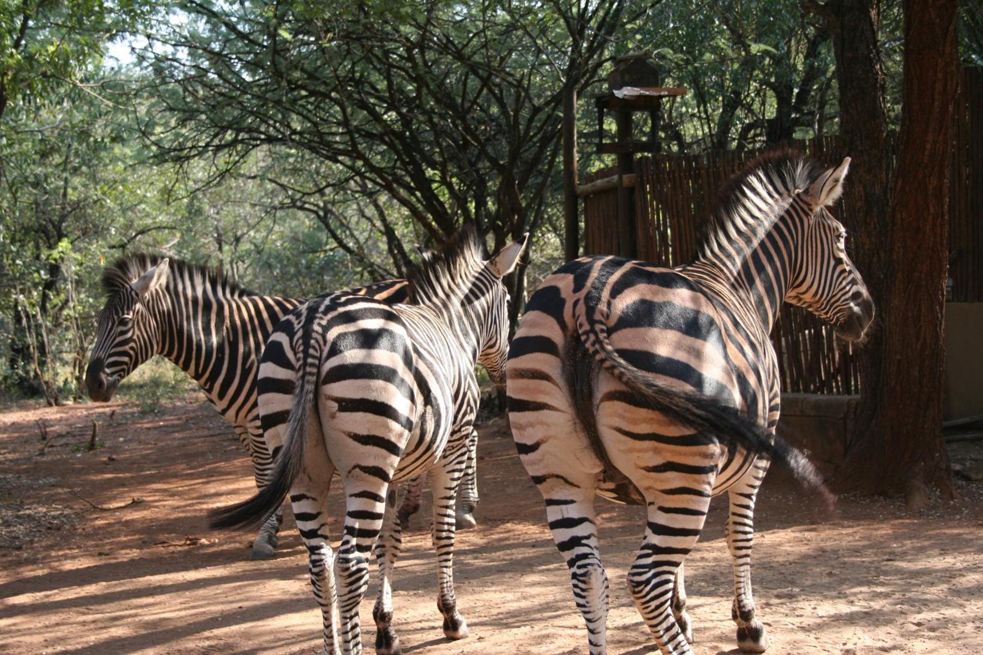 Kiburi Cottage @ Kruger Marloth Park Exterior photo