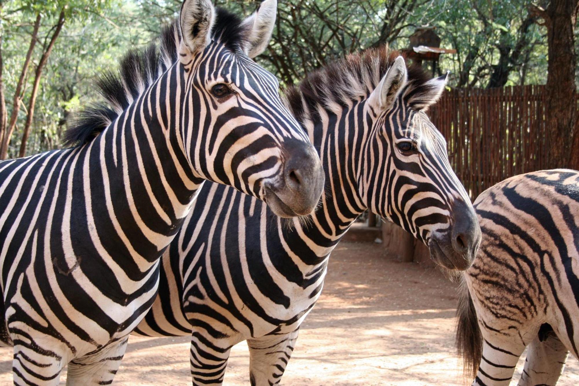 Kiburi Cottage @ Kruger Marloth Park Exterior photo